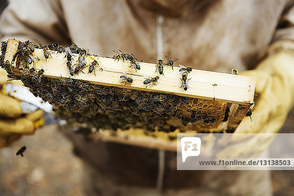 Nahaufnahme eines Imkers mit hölzernem Bienenstockrahmen
