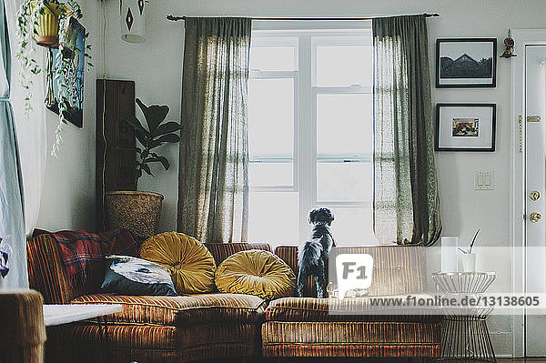Rückansicht eines Hundes  der durch ein Fenster schaut  während er zu Hause auf dem Sofa steht