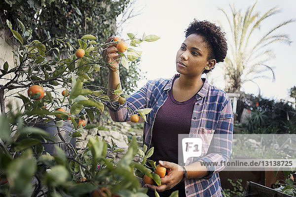 Junge Frau untersucht Orangen  die auf einem Baum im Gemeinschaftsgarten wachsen