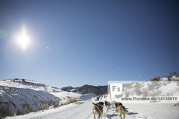 Rückansicht von Schlittenhunden beim Laufen auf schneebedecktem Feld