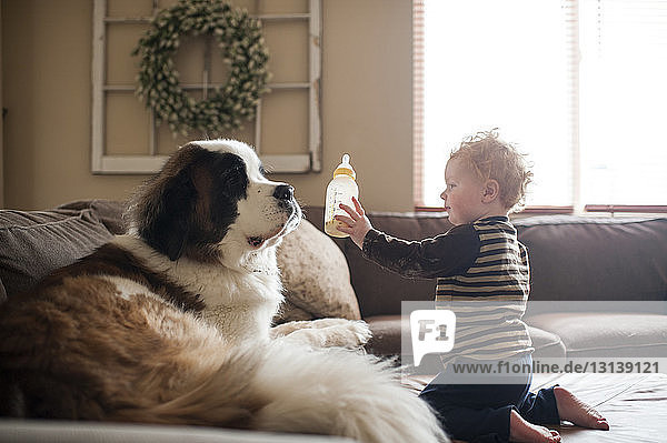 Seitenansicht eines süßen kleinen Jungen  der dem Hund zu Hause auf dem Sofa die Milchflasche zeigt