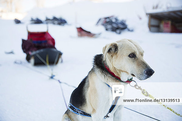 Schwerer Hund schaut weg  während er auf verschneitem Feld steht