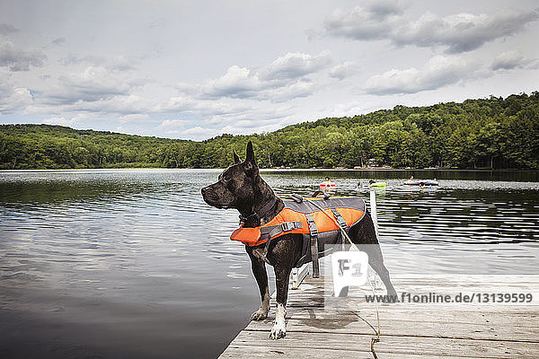 Dog standing on pier at lake against cloudy sky