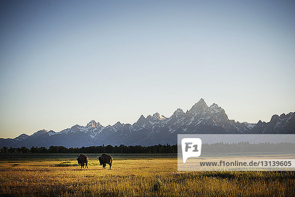 Amerikanische Bisons laufen auf Grasfeld gegen klaren Himmel