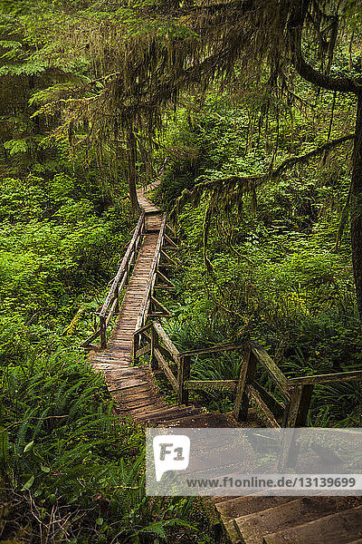 Boardwalk amidst plants in forest at Pacific Rim National Park
