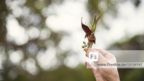 Abgehackte Hand einer Frau hält Blätter im Wald