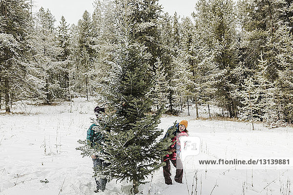 Eltern mit Tochter stehen im Winter an einer Kiefer im Wald