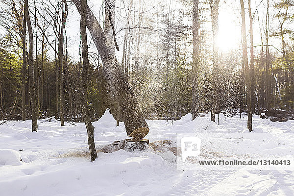 Baumstamm fällt auf schneebedecktes Feld im Wald