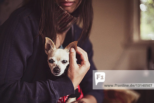 Mittelteil einer Frau mit Chihuahua-Hund zu Hause