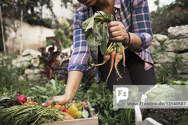 Mittelteil einer Frau  die frisch geerntete Karotten auf einem Biobetrieb hält