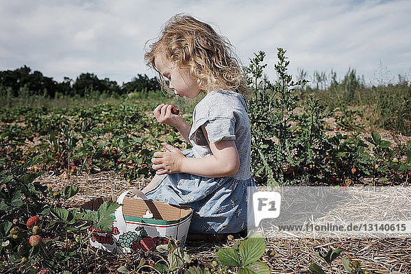 Seitenansicht eines süßen Mädchens  das Erdbeeren isst  während es auf dem Feld vor bewölktem Himmel auf einem Bauernhof sitzt