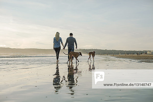 Rear view of couple holding hands while walking with dogs on shore at beach