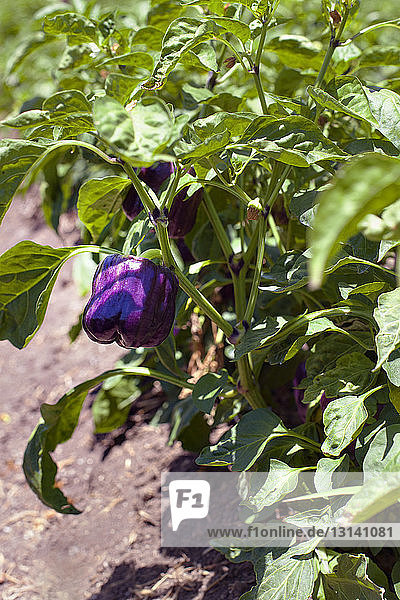 Nahaufnahme einer auf dem Feld wachsenden violetten Paprika