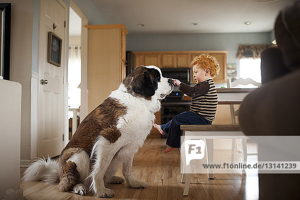 Side view of baby boy touching dog's while sitting on chair at home
