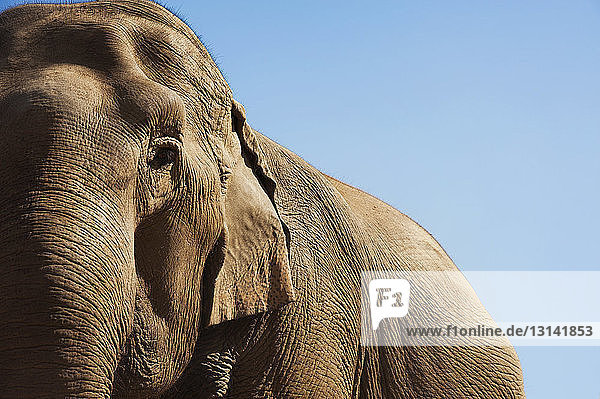 Tiefwinkelansicht eines Elefanten vor klarem blauen Himmel