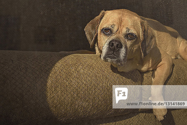 Porträt eines auf dem Sofa liegenden Hundes