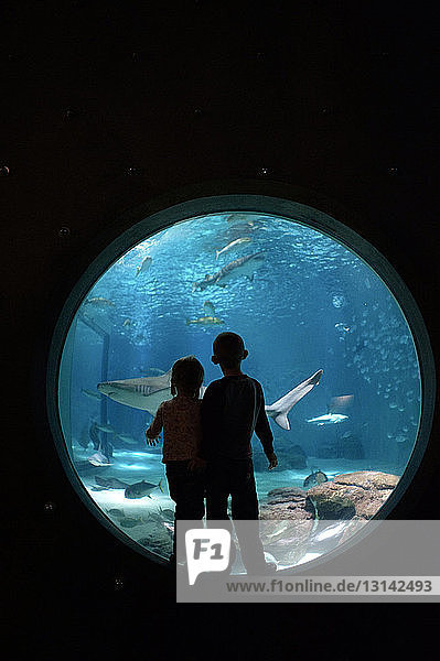 Geschwister schauen Fische an  während sie im Aquarium stehen