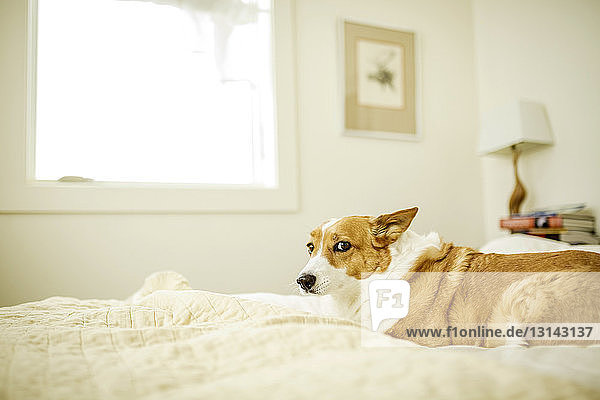 Porträt eines zu Hause auf dem Bett sitzenden Hundes