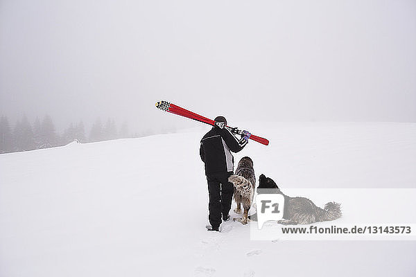 Rear view of man carrying ski while walking with dogs on snowy landscape