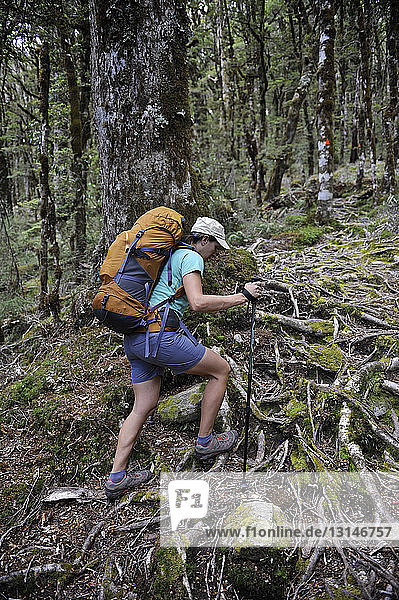 Frau beim Wandern im Wald  Neuseeland