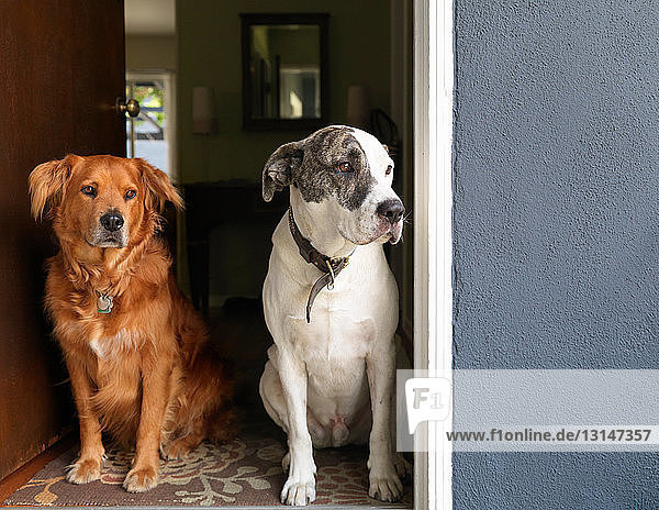Zwei Hunde sitzen in der Tür
