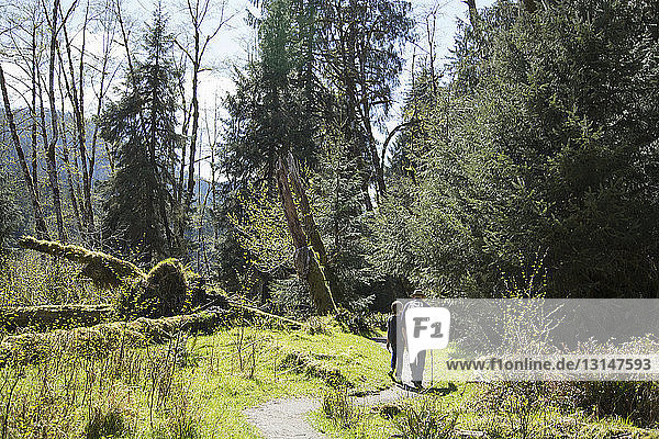 Olympic National Park  Hoh Rainforest  Bundesstaat Washington  USA