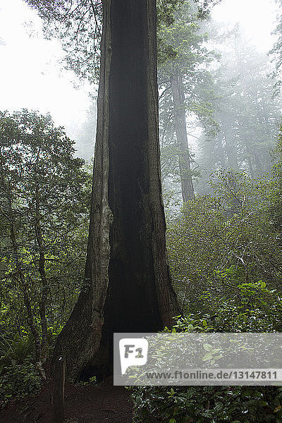 Baumstamm  Redwoods National Park  Kalifornien  USA