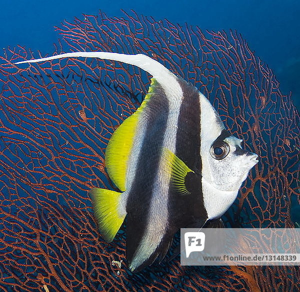 Langflossen-Wimpelfisch unter Wasser