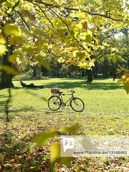 Bicycle left in Autumn field with leaves
