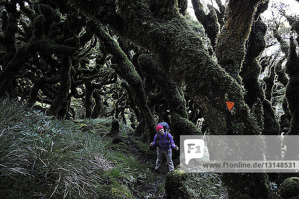 Wanderin beim Wandern im Wald  Tararua Ridge  Neuseeland