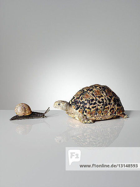Snail and tortoise