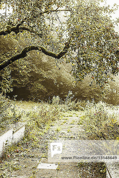 Zugewachsener Weg und vernachlässigter Garten mit Apfelbaum