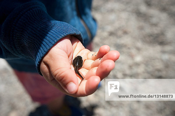 Toddler boy holding tadpole in palm of hand
