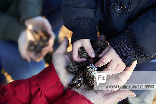 Family holding pine cones in hands  focus on hands  close-up