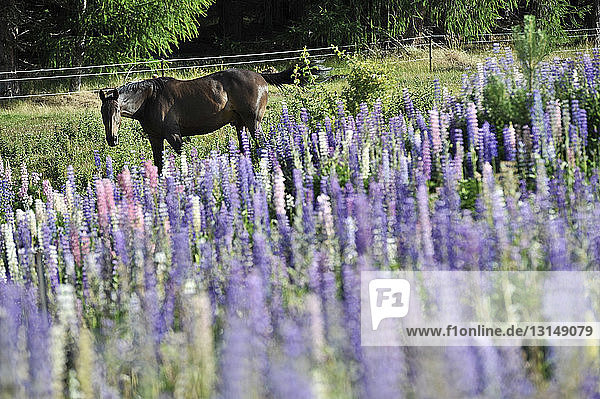 Pferd im Feld mit Wildblumen