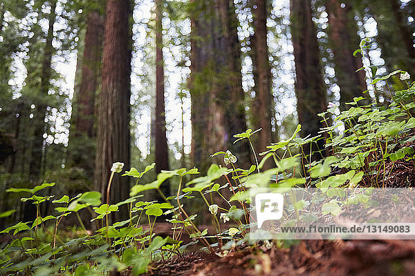 Wild flowers  Humboldt Redwoods State Park  California  USA