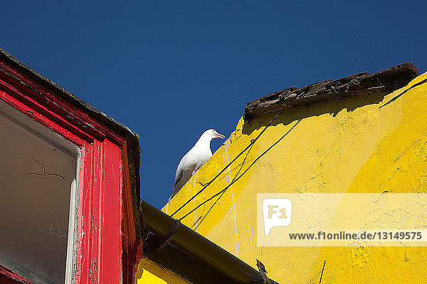 Gull on yellow building