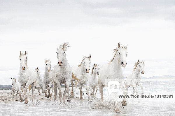 Weiße Pferde am Strand