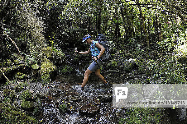 Female hiker hiking across forest stream  Tararua Ridge  New Zealand