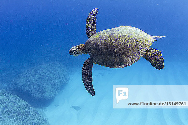 Unterwasseransicht einer Schildkröte  die über den Meeresboden schwimmt  Hawaii  USA