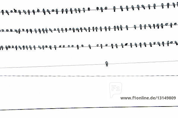 Tauben auf Telefondrähten