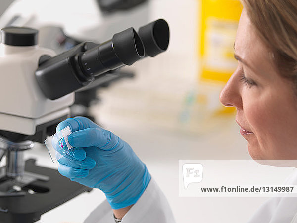 Female microbiologist viewing specimen slide under microscope in lab