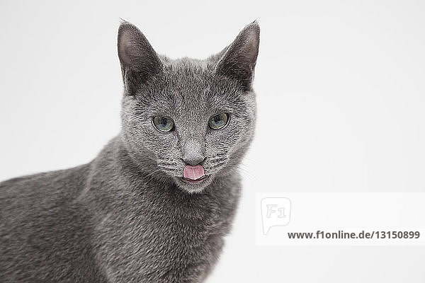 Studio portrait of alert russian blue kitten licking its lips