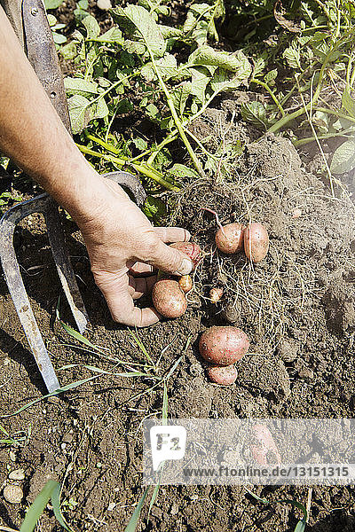 Farmer harvesting potatoes in organic farm