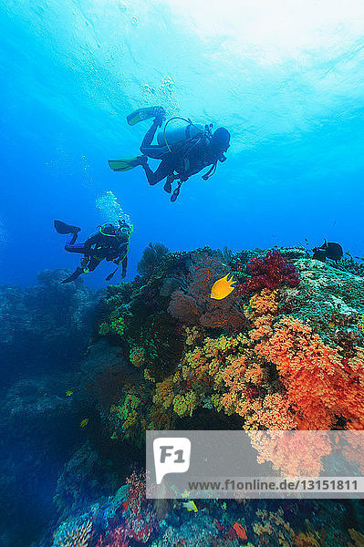 Divers swimming in coral reef