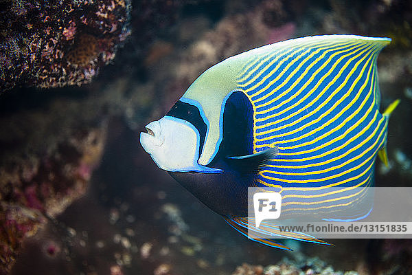 Unterwasseransicht von Pomacanthus imperator (Kaiser-Kaiserfisch) Palmerston Atoll  Cook Inseln