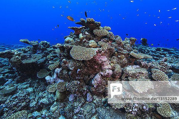 Underwater view of coral reef at Palmerston Atoll  Cook Islands