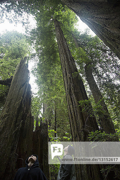 Vater und Sohn schauen nach oben  Redwoods National Park  Kalifornien  USA