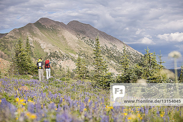 Couple hiking trail 403 in the West Elk Mountains  Crested Butte  Colorado  USA