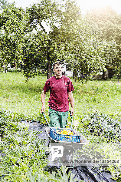 Farmer pushing wheelbarrow in organic farm